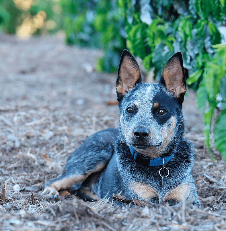 From Broken Bones to Boundless Joy: How Bean the Puppy Overcame Pain and Found His Forever Home